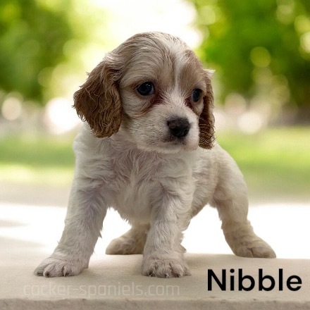 puppy, for, sale, Cocker Spaniel, Joe & Cherri  Overlease, dog, breeder, Miller, MO, dog-breeder, puppy-for-sale, forsale, nearby, find, puppyfind, locator, puppylocator, aca